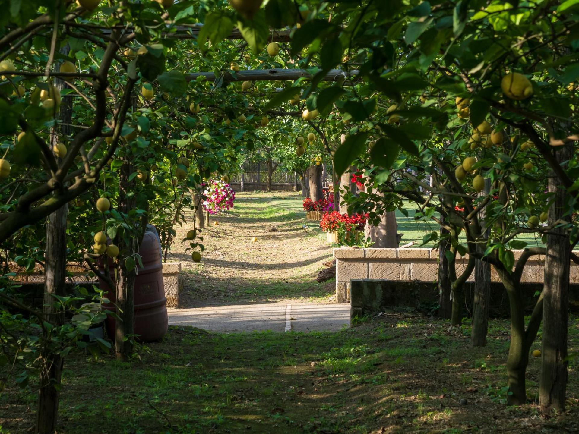 Giardino Di Nonno Lucio - Surrounded By Lemon Tree Villa Piano di Sorrento Eksteriør billede